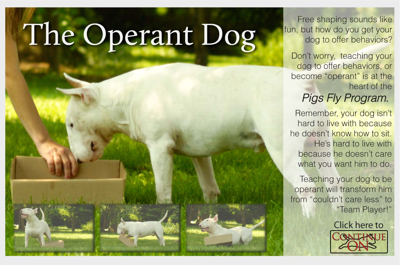 1-OperantDog | Jane Killion, author of When Pigs Fly ...